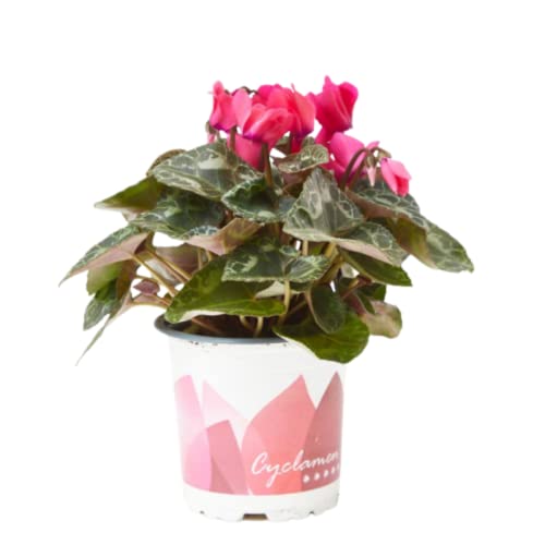 Verdecora Cyclamen | Flor de invierno | Violeta de los Alpes | Planta natural de exterior e interior con flor (Maceta 11cm)