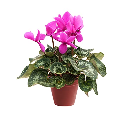 Verdecora Cyclamen | Flor de invierno | Violeta de los Alpes | Planta natural de exterior e interior con flor (Maceta 11cm)
