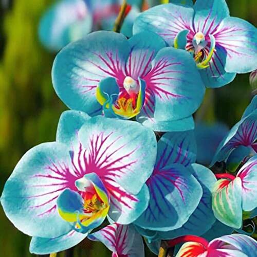 TOYHEART 100 Piezas De Semillas De Flores De Primera Calidad, Semillas De Phalaenopsis, Plantas Aromáticas De Cymbidium, Plántulas De Flores De Orquídeas Perennes Para Oficina Azul