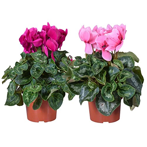 Duo de Cyclamen Persicum DECOALIVE Plantas Naturales con Flores de Invierno